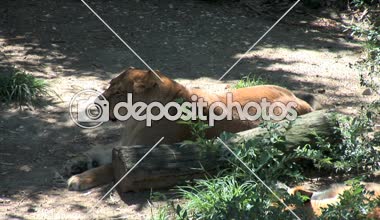 Hayvanat bahçesinde yatan aslan zemin