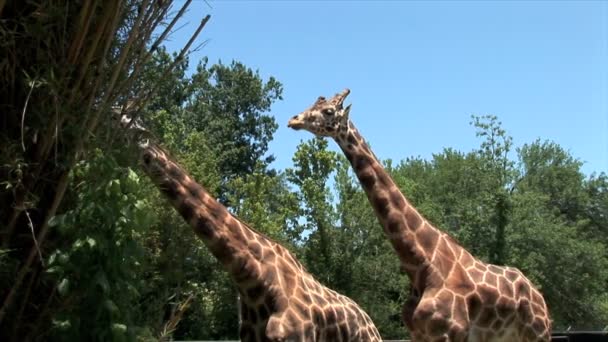 Jirafas en zoológico en Nueva Orlans — Vídeo de stock