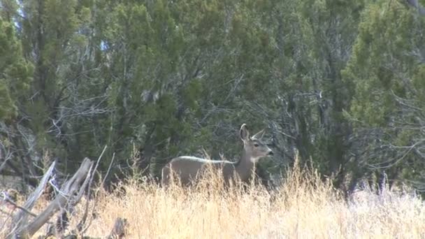 White-tailed deer in field — Stock Video