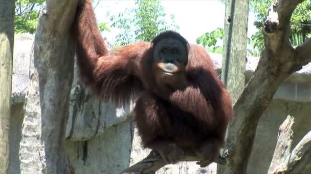 Орангутан в зоопарке Нового Орлана — стоковое видео