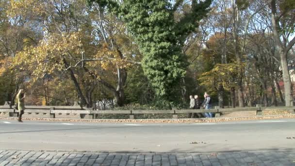 Transporte com cavalo no Central Park em Nova York — Vídeo de Stock