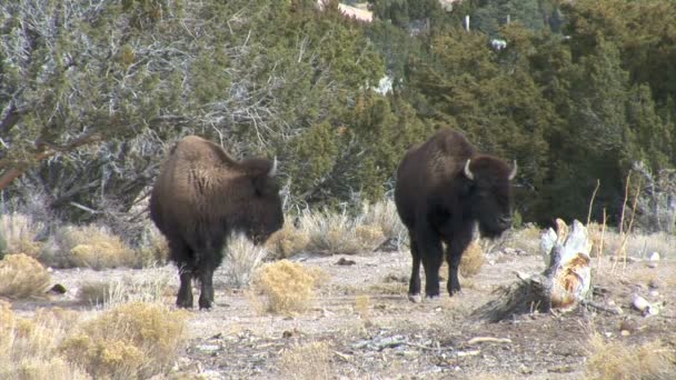 Les buffles pâturent sur la prairie — Video