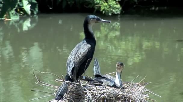 Aves en el nido en el zoológico — Vídeos de Stock