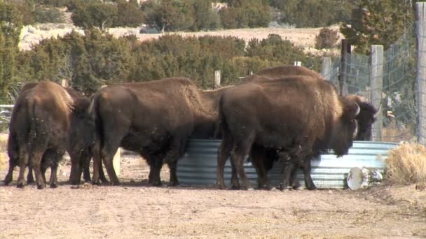 Buffaloes agua potable en el prado — Vídeos de Stock