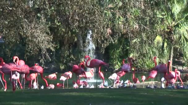 Roze flamingo's, wandelen in de buurt van fontein — Stockvideo