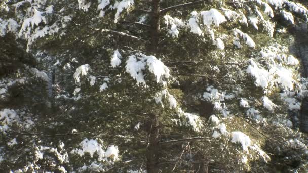 Pinhais nevados na floresta — Vídeo de Stock