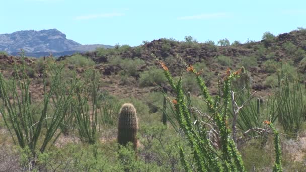 Cactos no deserto mexicano — Vídeo de Stock