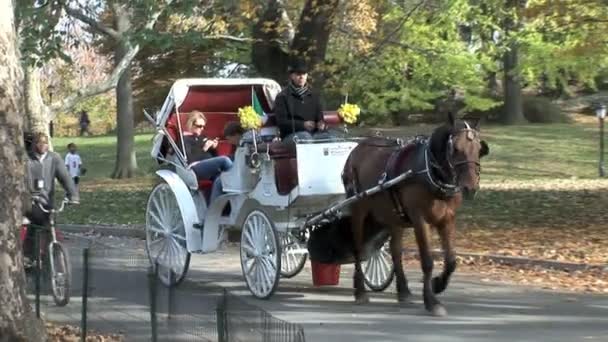 न्यूयॉर्क में सेंट्रल पार्क में घोड़े के साथ कैरिज — स्टॉक वीडियो