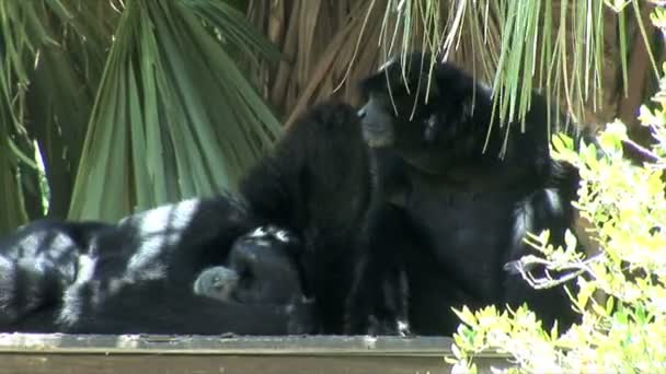 Chimpancés descansa en zoológico — Vídeo de stock