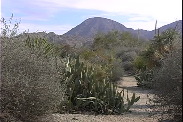 Camino en el desierto con cactus — Vídeo de stock