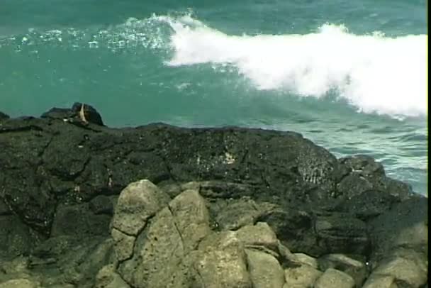 Ondas quebrando na costa rochosa — Vídeo de Stock