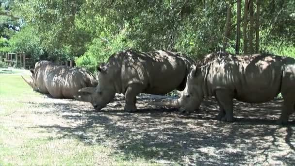 Rinocerontes en el zoológico de Nueva Orleans — Vídeos de Stock