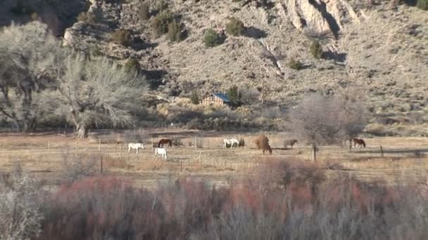 Caballos pastan junto al río Grande — Vídeos de Stock