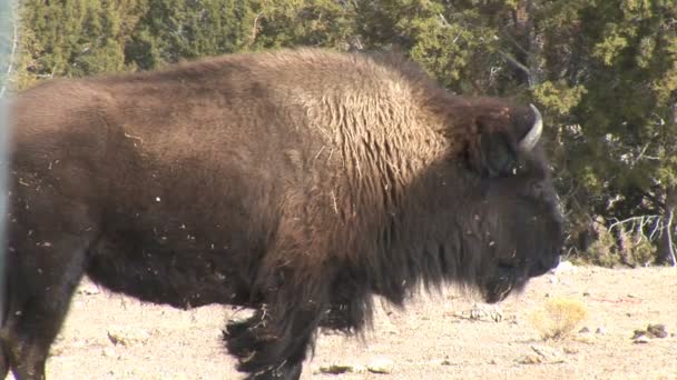 Buffalo pastam no prado — Vídeo de Stock