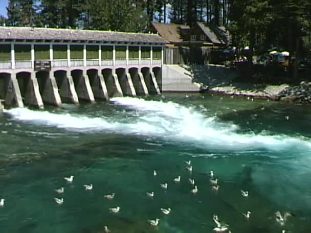 Presa en el río Truckee — Vídeos de Stock