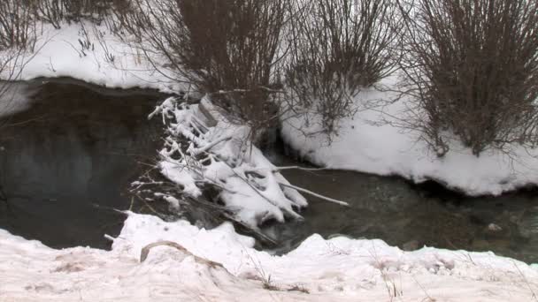 Snowy Creek in winter forest — Stockvideo