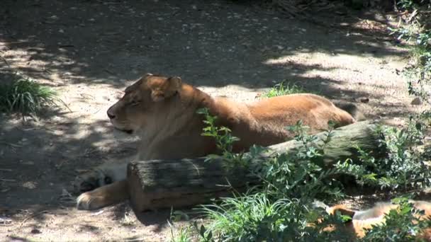 Lejoninna liggande på marken i zoo — Stockvideo