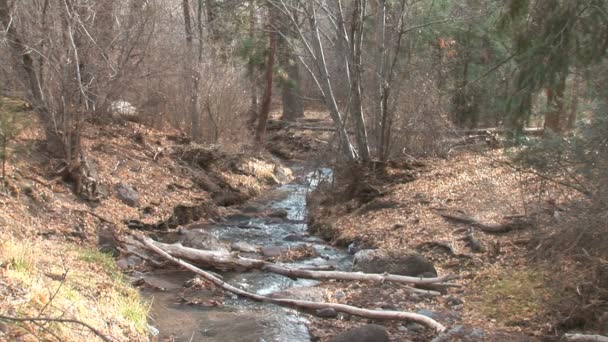 Creek in Frijoles canyon — Stockvideo