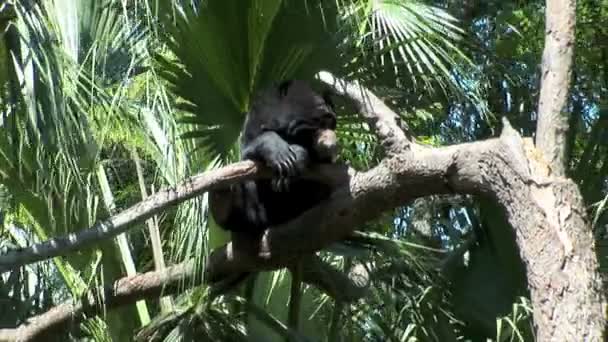 Zwarte beer in de dierentuin — Stockvideo