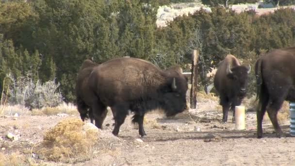 Les buffles pâturent sur la prairie 