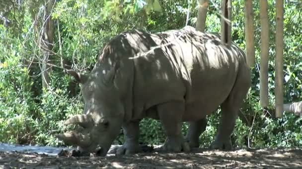 Ρινόκεροι στο ζωολογικό κήπο στη Νέα Ορλεάνη — Αρχείο Βίντεο