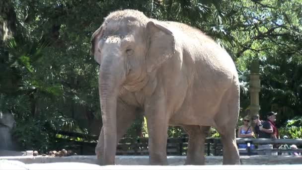 Elefante en zoológico en New Orlans — Vídeo de stock