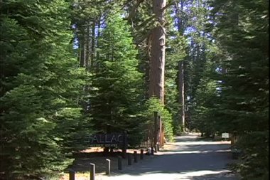 çam ağaçları ile Park