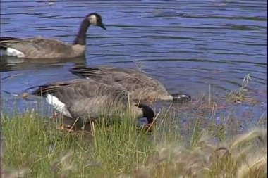 Kaz Gölü kıyısında 