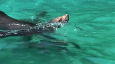 Hayvanat Bahçesi havuzunda mühürler