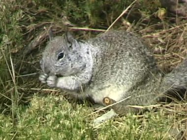 Otların arasında oturan sincap