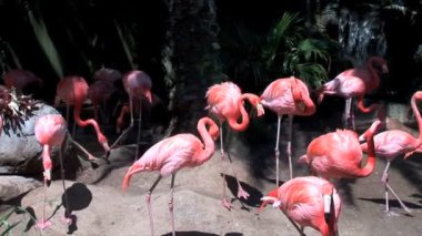 Şelale yakınındaki güzel pembe flamingolar