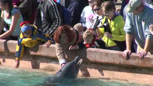 Delfines en SeaWorld Orlando Florida Theme Park — Vídeos de Stock