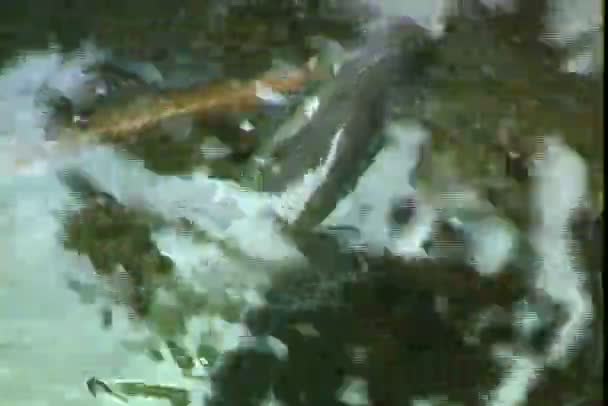 Rifffische im Wasser — Stockvideo