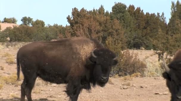 Buffaloes graze on meadow — Stock Video