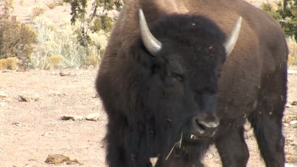 Buffalo pasą się na łące — Wideo stockowe