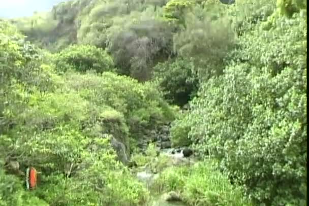 Parque Estadual do Vale do Iao no Havaí — Vídeo de Stock