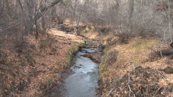 Creek in Frijoles canyon — Stockvideo