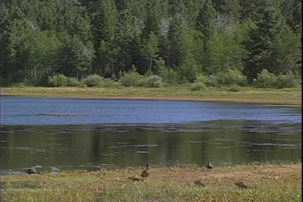 Montaña Marsh con gansos en la costa — Vídeos de Stock