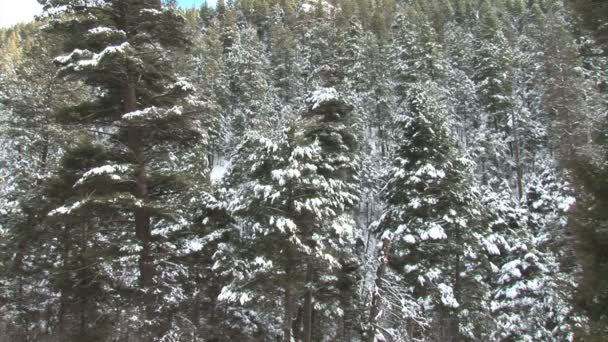 Pinhais nevados na floresta — Vídeo de Stock