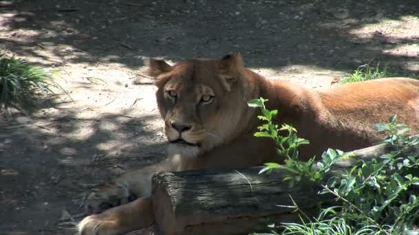 Lejoninna liggande på marken i zoo — Stockvideo