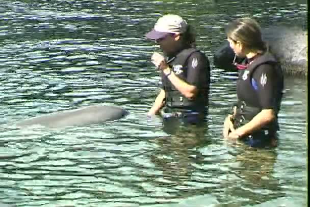 Entrenadores de delfines en la piscina — Vídeo de stock