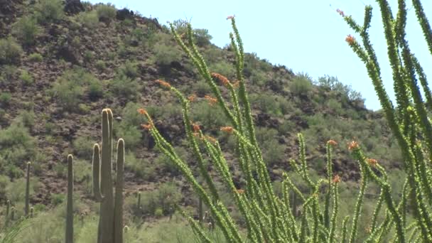 Cactos no deserto mexicano — Vídeo de Stock