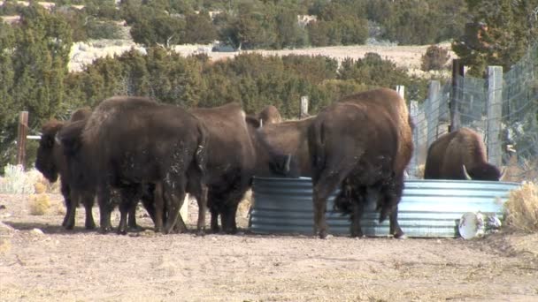 Buffles eau potable sur prairie 