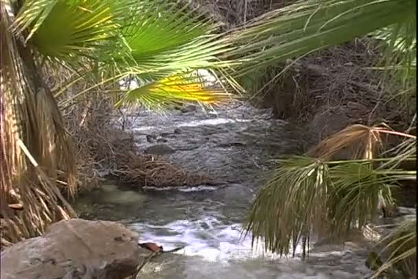 Rivière ruisseau dans le désert — Video