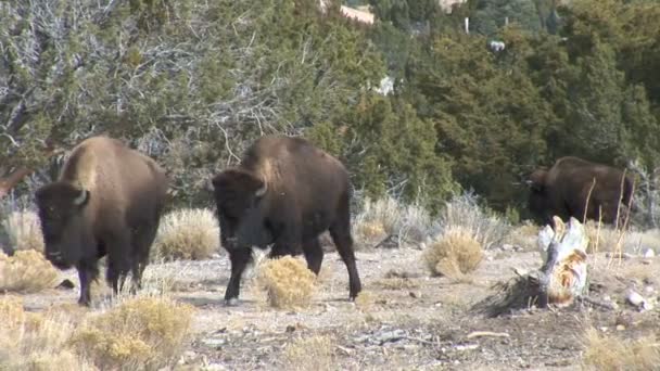 Les buffles pâturent sur la prairie — Video