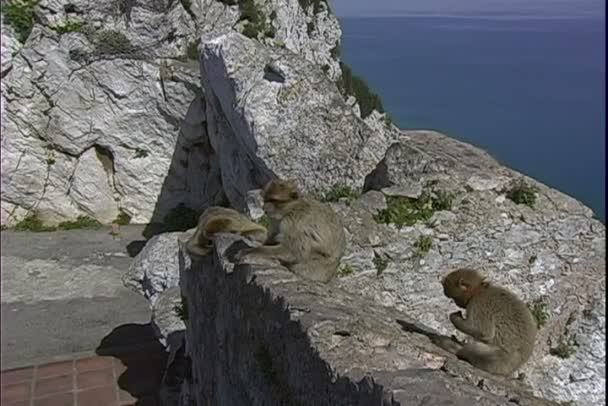 Apen op de rotswand — Stockvideo