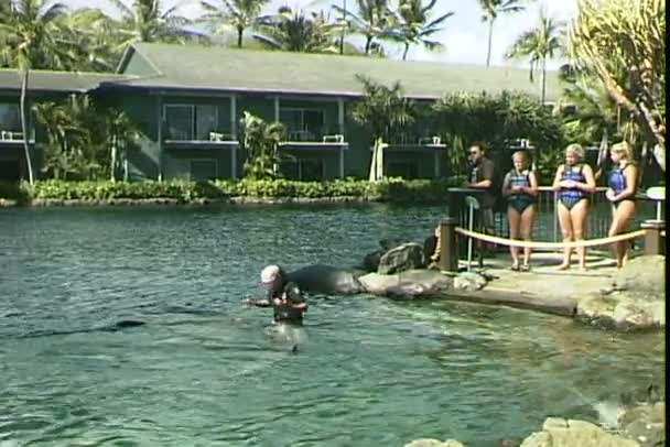 Trener delfinów w basenie — Wideo stockowe