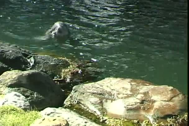 Дельфін грають у басейні — стокове відео