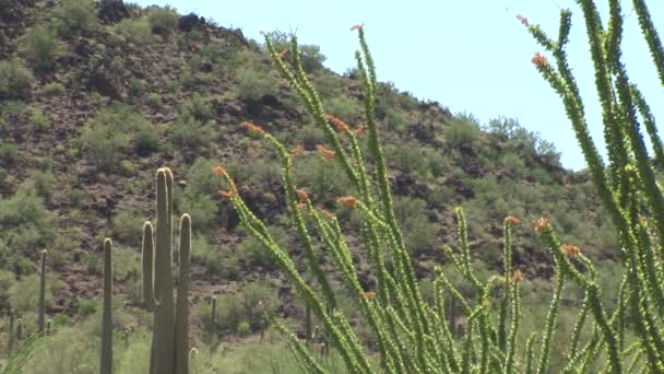 Kaktusar i mexikanska öknen — Stockvideo