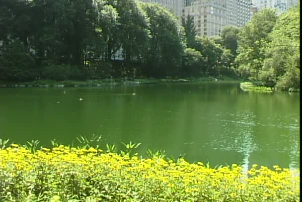 New York 'taki Central Park — Stok video